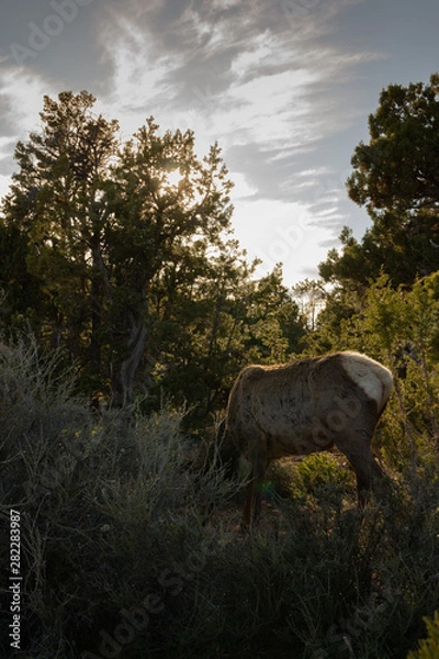 Obraz Abgrasen bei Abendrot