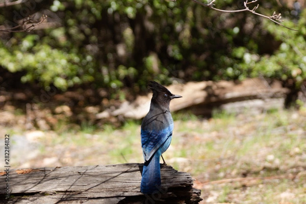 Obraz Ein blau-schwarzer Vogel