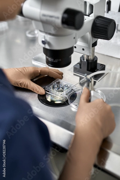 Fototapeta Process of in vitro fertilization in laboratory