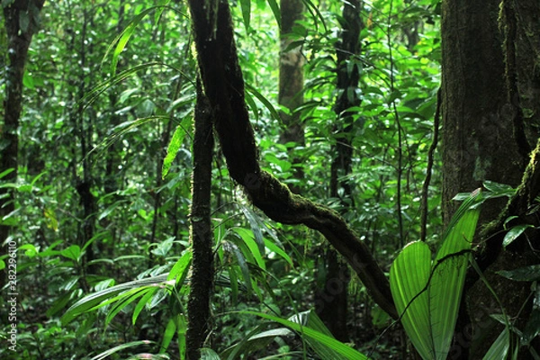 Fototapeta view of beautiful and mystical untouched jungle of French Guiana. mossy tree branches and plants on green rainforest background.