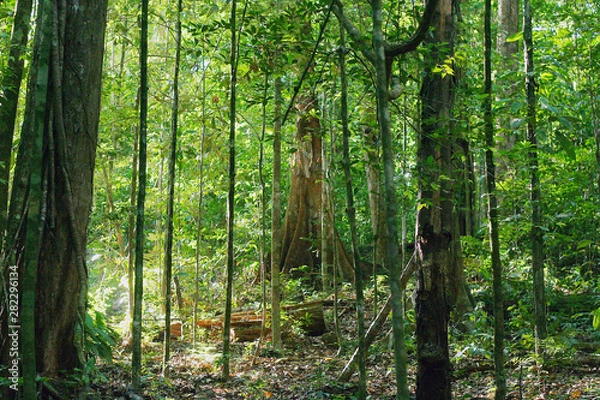 Fototapeta view of beautiful and mystical untouched jungle of French Guiana. mossy tree branches and plants on green rainforest background.