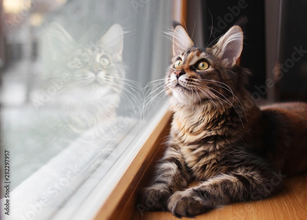 Fototapeta portrait of a beautiful adorable young maine coon kitten cat sitting on a window sill  with a reflection on glass