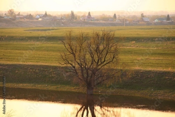 Fototapeta landscape with tree