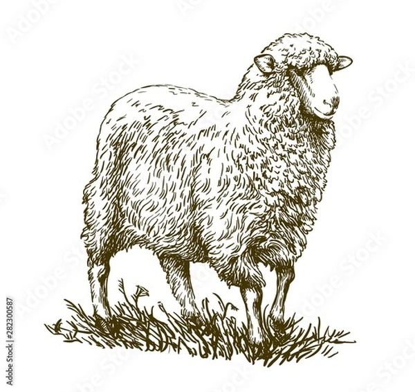 Obraz sketch of sheep drawn by hand. animal husbandry