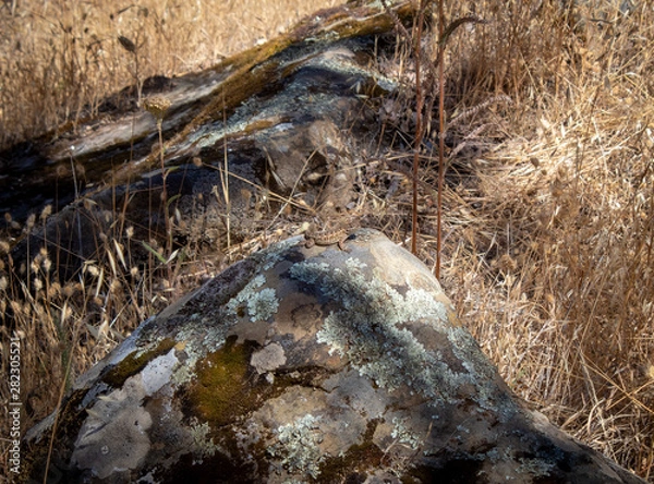 Obraz lizard on rock