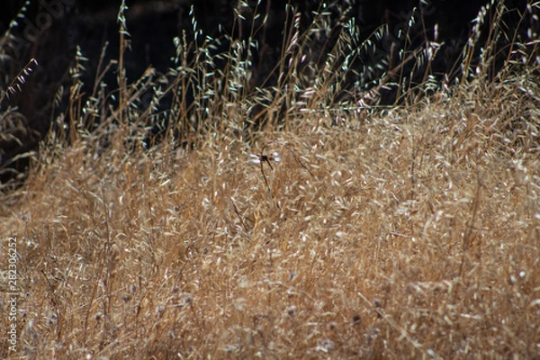 Obraz dragonfly in field
