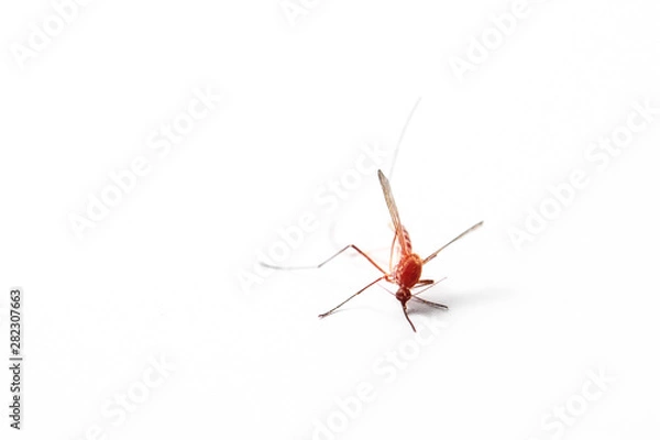 Obraz dead mosquito on white isolated background