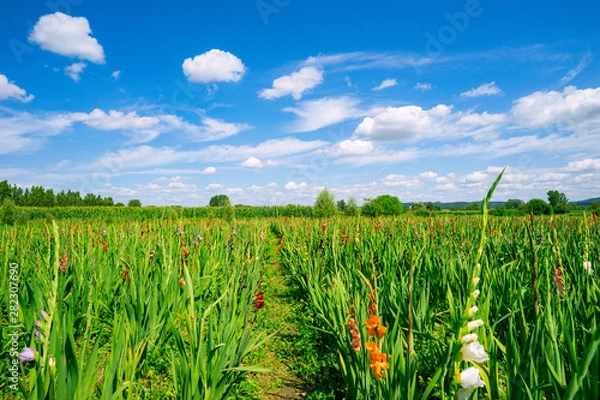 Fototapeta A field with gladioli to pick yourself. Lake Constance region, near the village Böhringen.