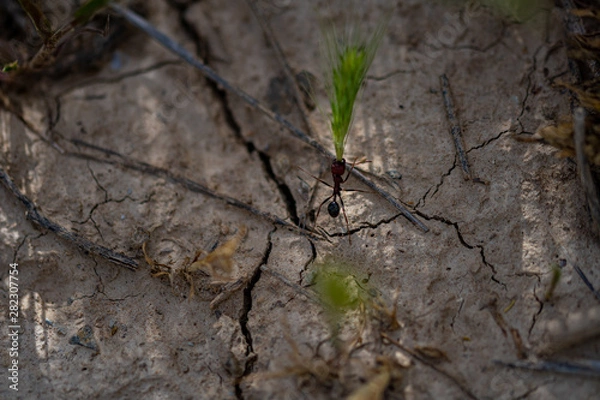 Fototapeta Bugs in the field of wheat