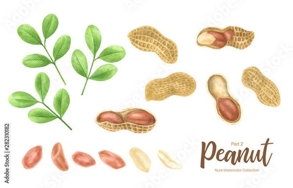 Fototapeta Peanut. Groundnut whole , halves, in shell and individual kernels isolated on white background set.Traditional and healthy peanut butter breakfast food. Watercolor illustration.