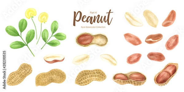 Fototapeta Peanut. Groundnut whole , halves, in shell and individual kernels isolated on white background set.Traditional and healthy peanut butter breakfast food. Watercolor illustration.