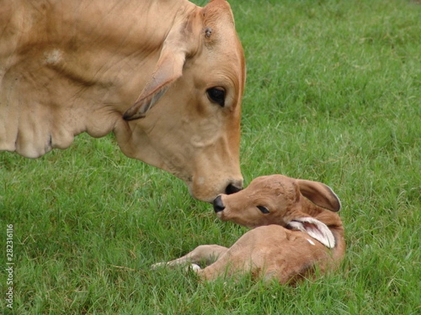 Obraz beso mama y bebe