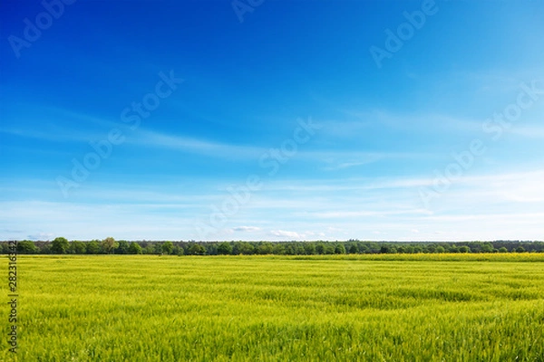Fototapeta Meadow and sky