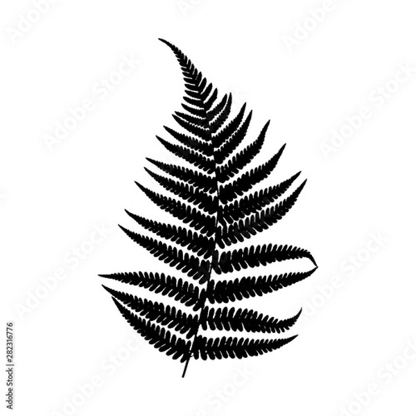 Fototapeta Vector silhouette of fern leaf. Black on a white background.
