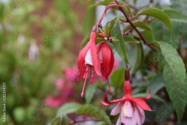 Obraz Red Fuschia Flower