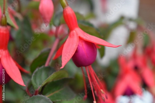 Obraz red hibiscus flower