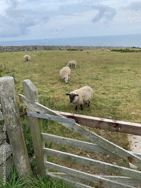 Obraz Sheep in a Field 