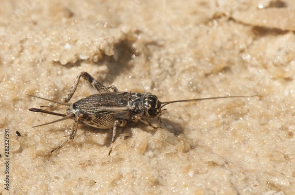 Obraz Eumodicogryllus bordigalensis female
