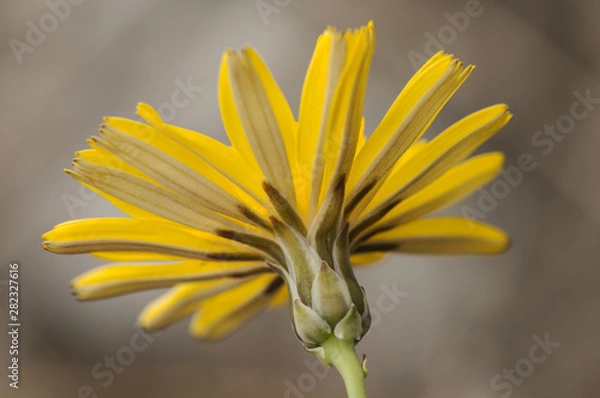 Obraz Launaea fragilis