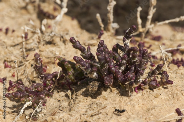 Obraz Microcnemum coralloides