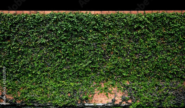 Fototapeta long hedge with creeping fig vine cover all of area. the upper part isolated on black background. 