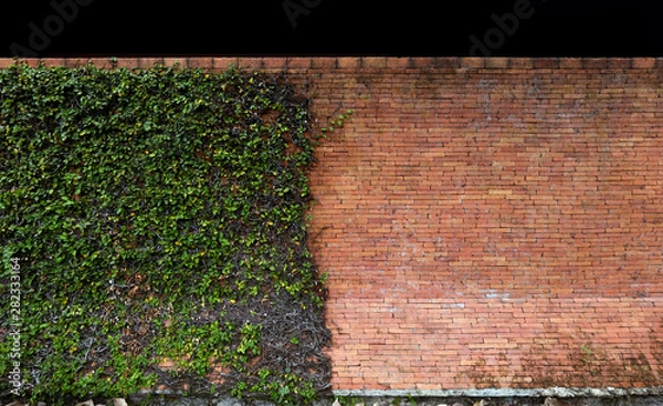 Fototapeta long hedge with creeping fig vine cover half of the area. the upper part isolated on black background.  