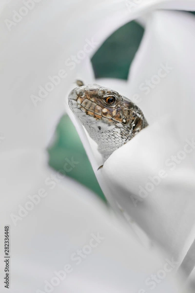 Obraz A lizard resting on the lily petal