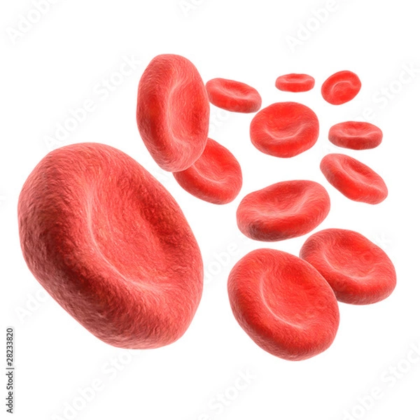 Obraz 3D izolowane krwinki