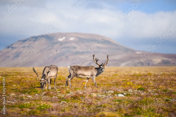 Obraz Landscape with wild reindeer. Summer Svalbard.  with massive antlers horns deer  On the Sunset, Norway. Wildlife scene from nature Spitsbergen 