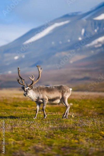 Obraz Landscape with wild reindeer. Summer Svalbard.  with massive antlers horns deer  On the Sunset, Norway. Wildlife scene from nature Spitsbergen 