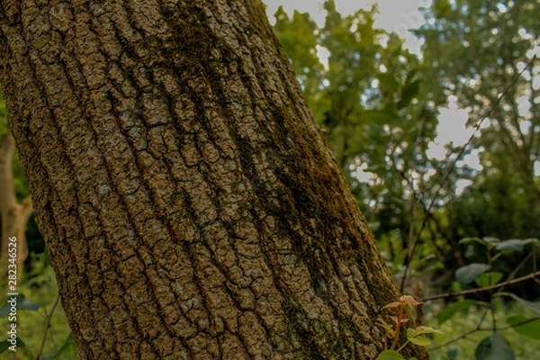 Fototapeta trunk of a tree with moss