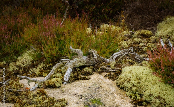 Fototapeta Stary konar, spróchniałe drzewo w tle wrzosy