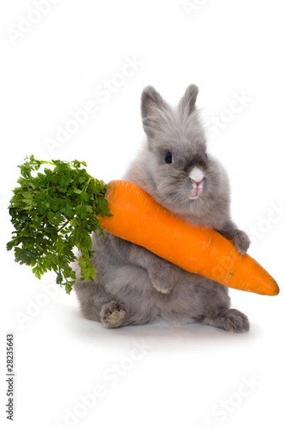 Obraz Bunny with a huge carrot