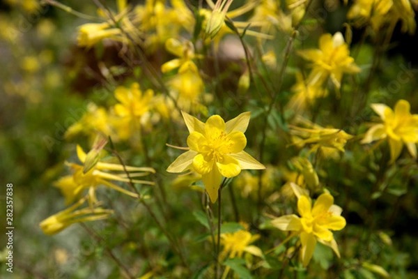 Fototapeta Yellow columbine in full bloom