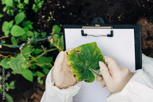 Fototapeta Growing cucumbers