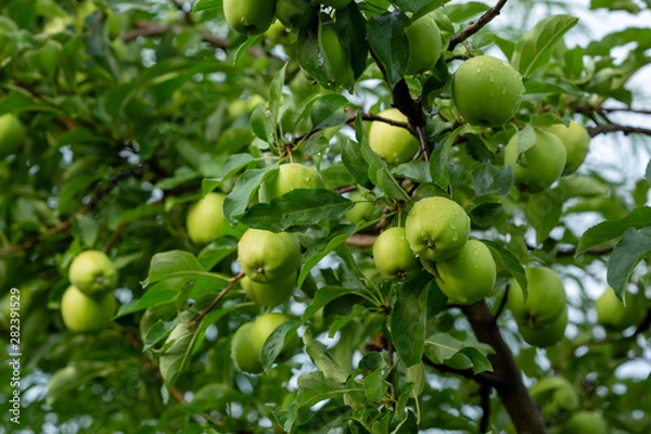 Obraz Golden apple in apple garden