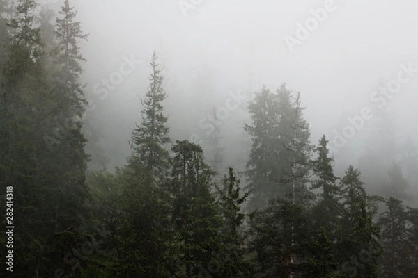 Obraz Berg und Wald in Nebel