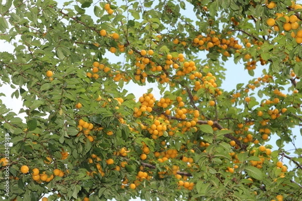 Fototapeta Yellow fruits of cherry plum ripened on a tree in late summer