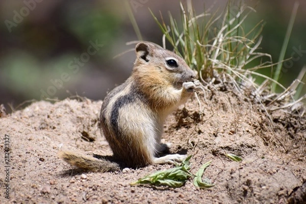 Fototapeta squirrel eating nut