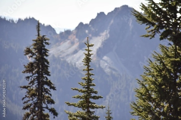 Fototapeta pine forest in winter