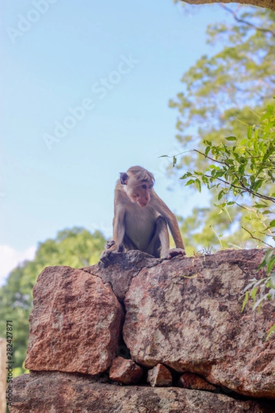 Fototapeta Monkey sitting on the rock