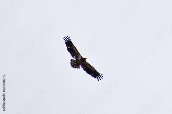Fototapeta eagle in flight