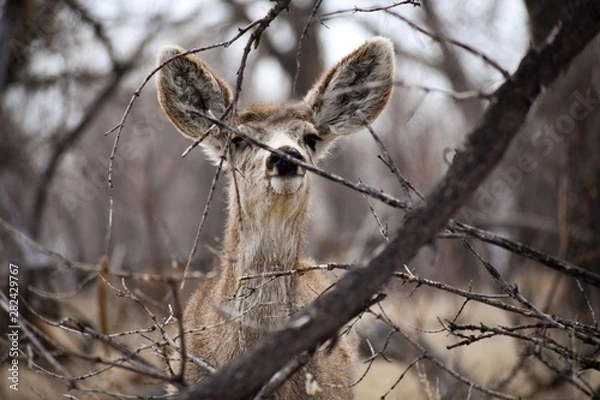 Fototapeta Deer in forest