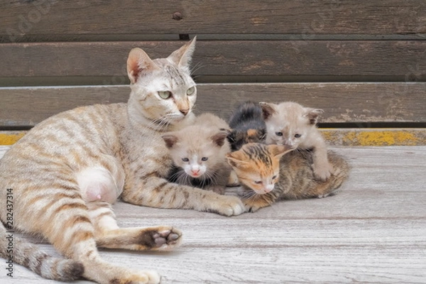 Fototapeta Close-up a mom cat with a many small kittens resting on wood texture background.