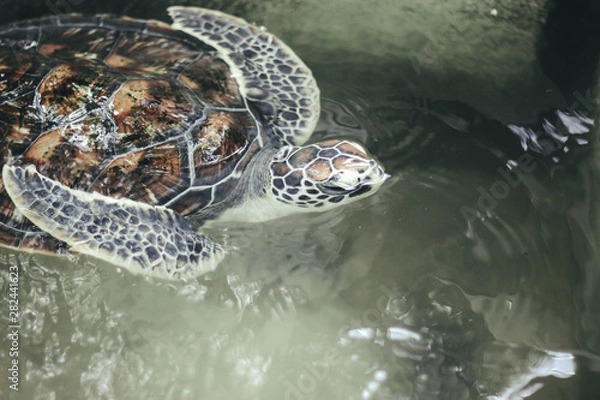 Fototapeta Turtle in water