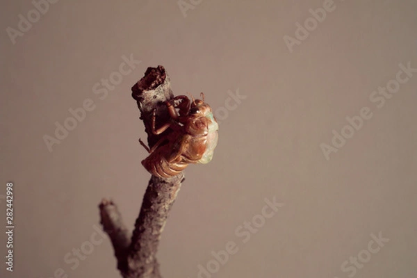 Obraz セミの羽化