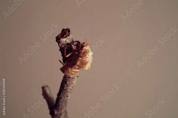 Obraz セミの羽化