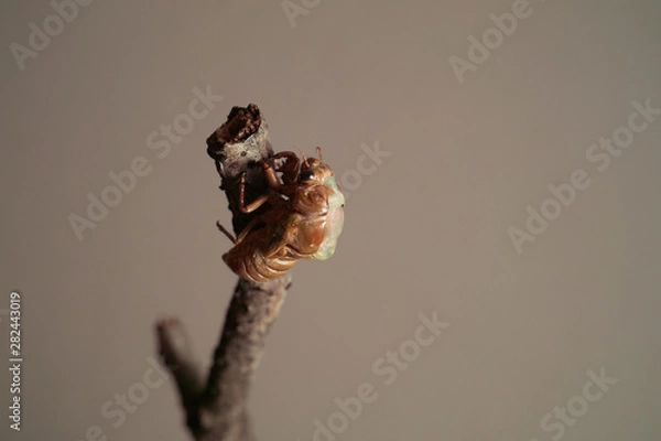 Obraz セミの羽化