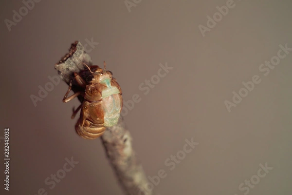 Obraz セミの羽化