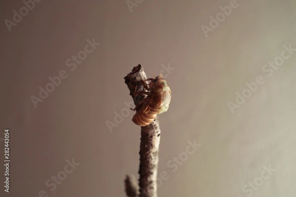 Obraz セミの羽化